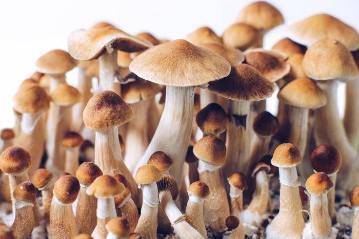 magic mushrooms