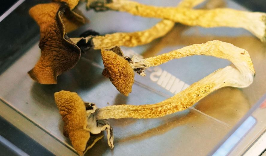 magic mushrooms