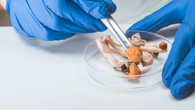 shrooms in lab