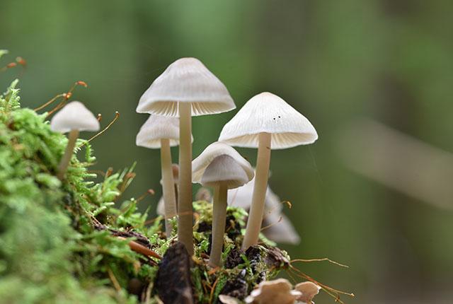 magic mushrooms