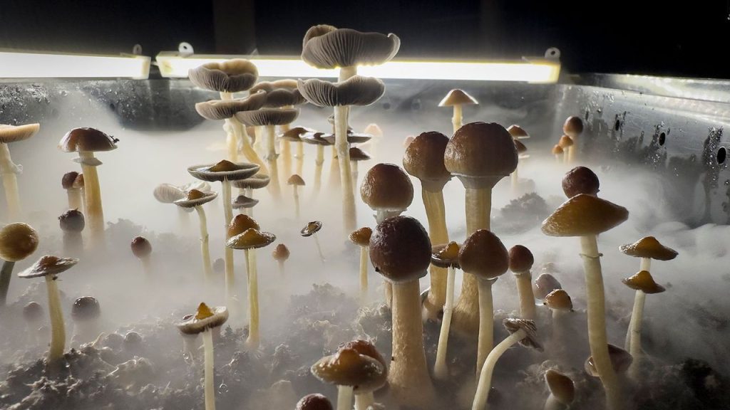 magic mushrooms